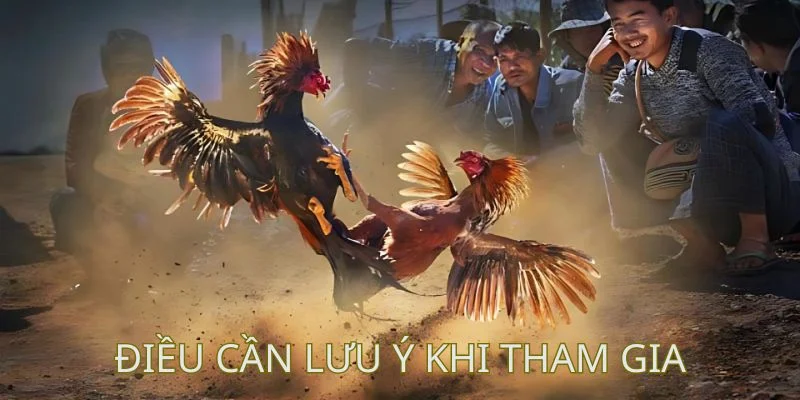 Lý do nên chọn QQ88 khi tham gia đá gà